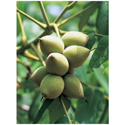 ���� ������ ���� ������������ (Juglans mandshurica), 5 ����, ������ �� 570 ���