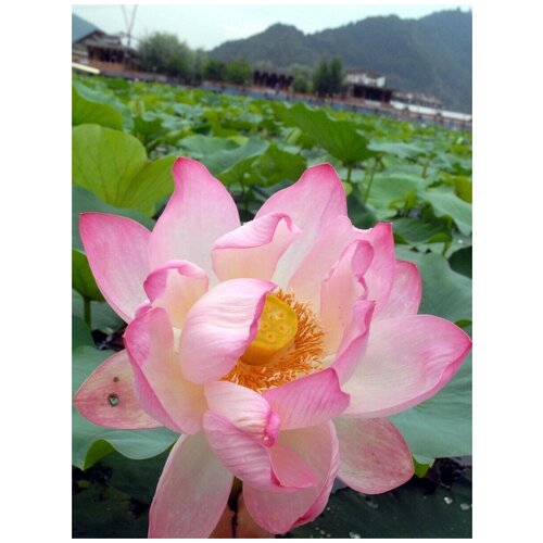 ���� ������ ����� ����������� (Nelumbo nucifera), 5 ����, ������ �� 550 ���