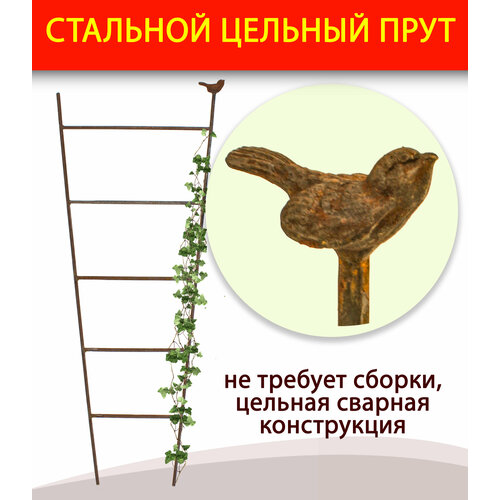 ���� ����� / ������� ��� �������� 