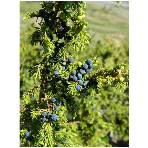     (Juniperus sibirica Burgsd), 30 ,   340 