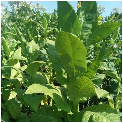 ���� ������ ������ ����� ��������� ���� ��� 300 ��., ������ �� 288 ���