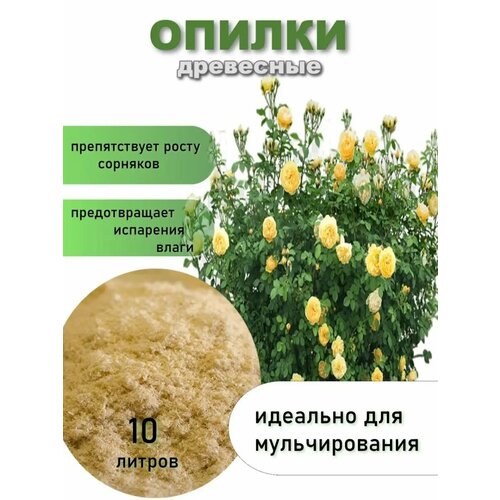 ���� ���� ������� -������ 10 �, ������ �� 545 ���