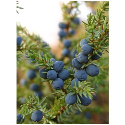 ���� ������ ������������ ��������� (Juniperus sibirica Burgsd), 30 ����, ������ �� 400 ���