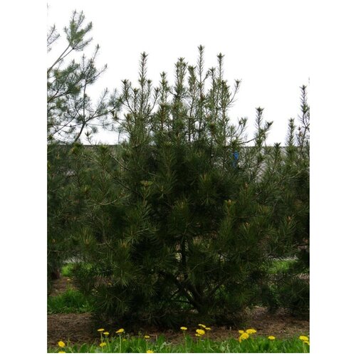     (Pinus bungeana), 10 ,   387 