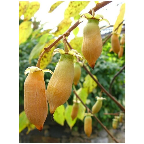 ���� ������ ��������� ������������ (Actinidia polygama), 20 ����, ������ �� 400 ���