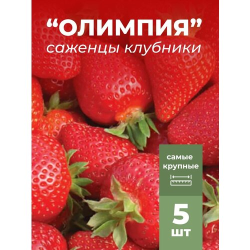 ���� �������� ����� ������������� �������, �������/��������� �������� 5 ��, ������ �� 799 ���