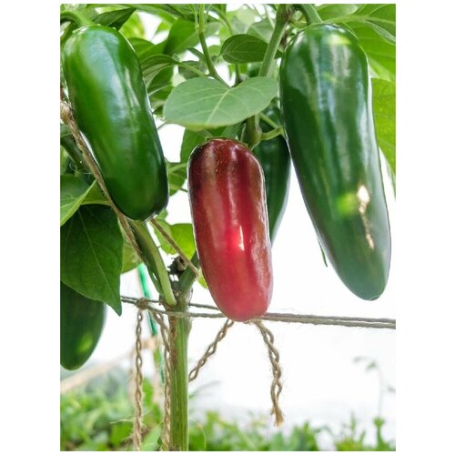 ���� ������ ������ ����� Jalapeno giant red (��������� ������ �������), 5 ����, ������ �� 360 ���