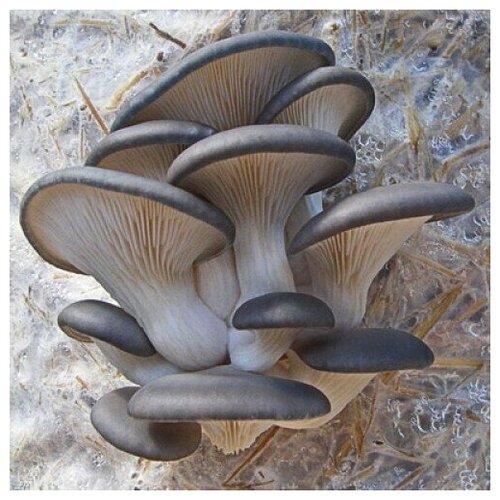 ���� ������� ������������ ������� �������� (125 �, 250 ��) , ��, ������ �� 350 ���