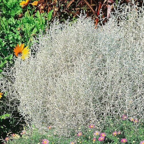 ���� ����������� ������ ��������, 4 ��., ������ �� 375 ���