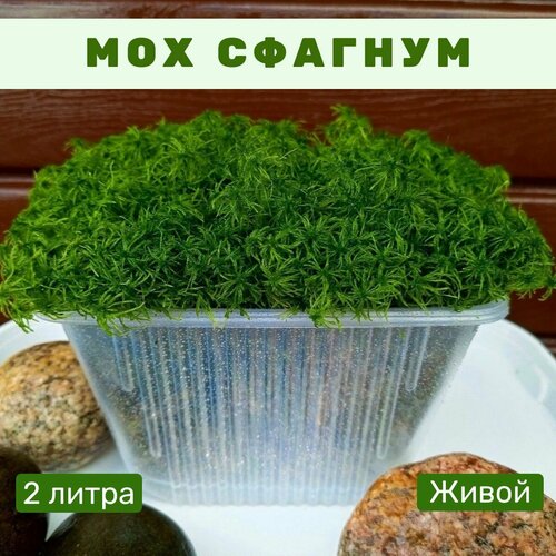 ���� ��� ������� ������ ������, 2 �����, ������ �� 511 ���