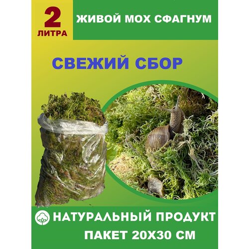 ���� ����� ��� ������� 2 �����, ��� �������, ������, ��������, ������ �� 683 ���