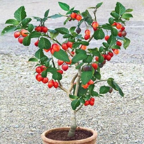 ���� �������� ������, ����������, ��������� �������, ���������, ������, ������ �� 407 ���