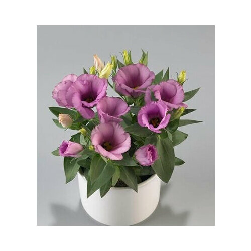 ���� ������ ������ ������� ��������������� ����� ������� (5 ��.), ������ �� 160 ���