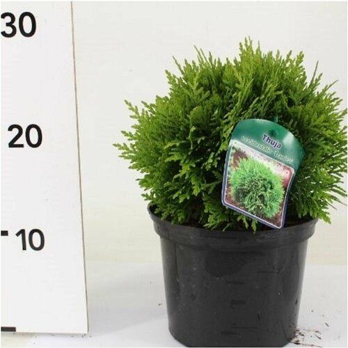      881772 2 H20-25,   999 