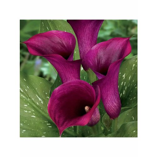 ���� ����� ������� ����� 2 ��������, ������ �� 1800 ���