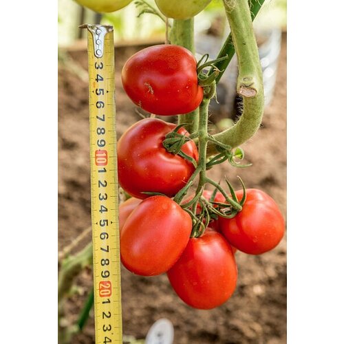 ���� ������ ������ 