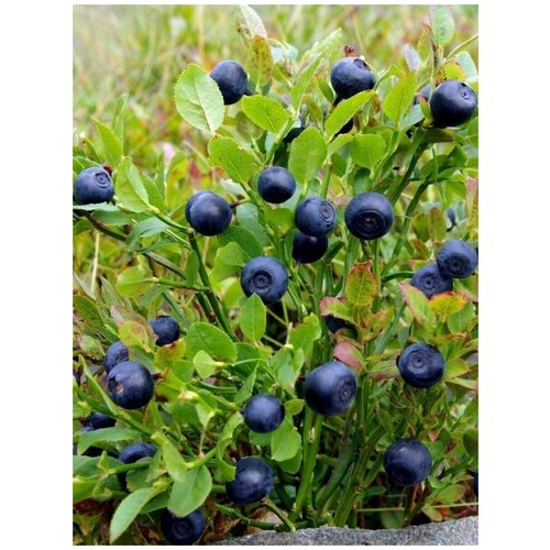 ���� ������ ������� ������������ (Vaccinium myrtillus), 40 ����, ������ �� 400 ���