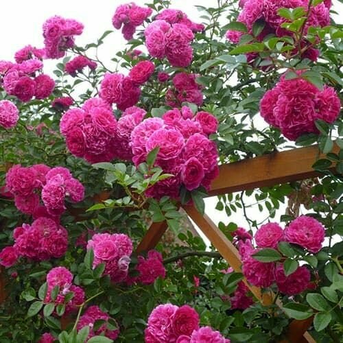 ���� ���� ��������� ����� ���������, ������ �� 999 ���