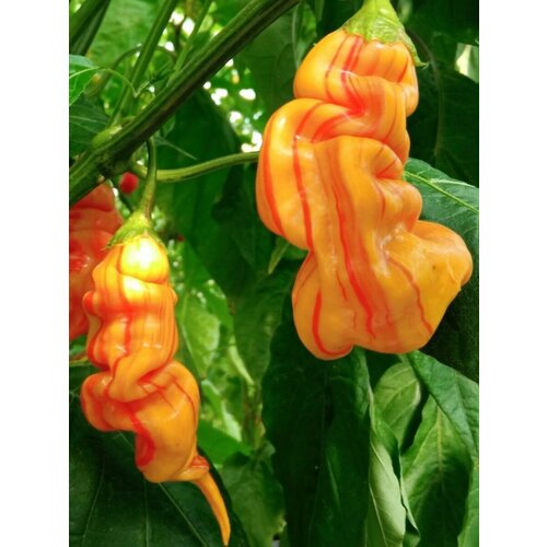     Sugar rush stripey, 5 ,   460 