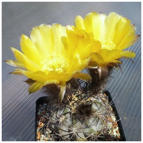      Acanthocalycium glaucum P-143 10 .   -     , -, 