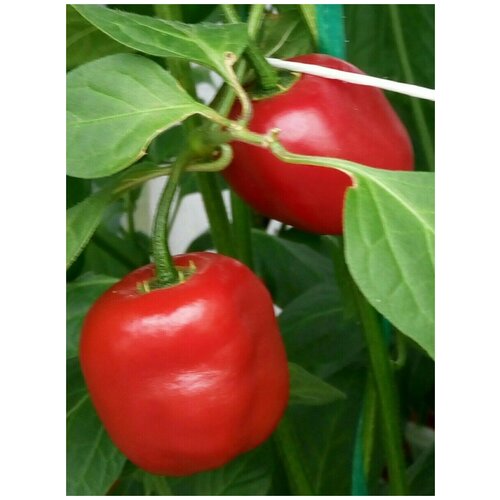     Rocoto red ( ), 5 ,   380 