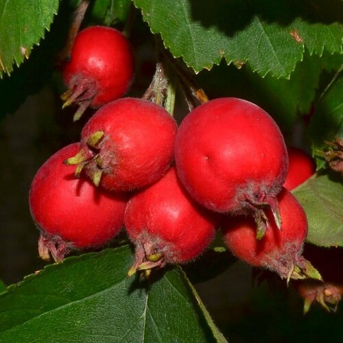 ���� ������� ��������� �������� ( 4-5 ��� , �10 , 125-150 �� ), ������ �� 2465 ���