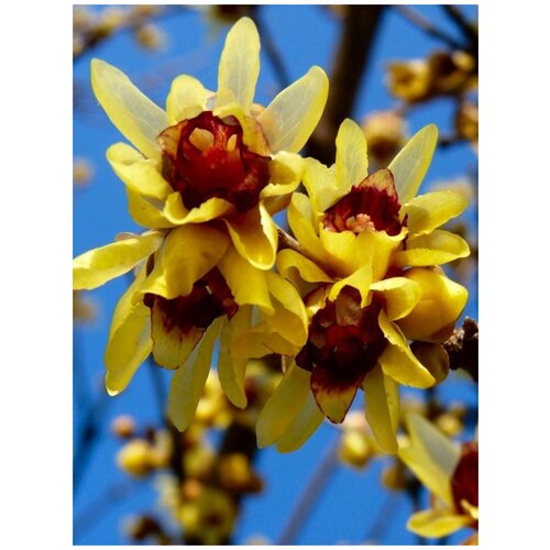     (Chimonanthus praecox), 5 ,   400 