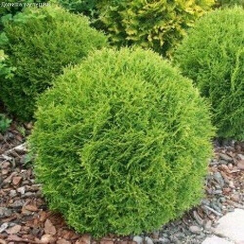 ���� ��� �������� ������ (1 ������� � ������ 15-20 ��). Belgium Plants Van. (�������), ������ �� 840 ���