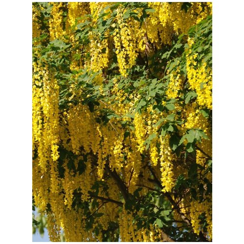      (Laburnum anagyroides), 10 ,   400 
