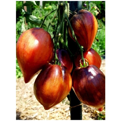 ���� ������ ����� �������� (���������) ������ (Crushed heart), 10 ����, ������ �� 350 ���