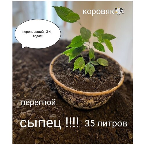 ���� ������� �������� �����, ������ �� 1550 ���