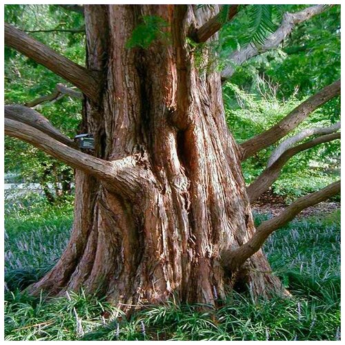   (. Metasequoia glyptostroboides)  25,   340 