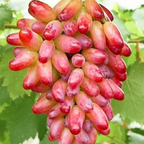 ���� �������� �������� ������� (2 ��), ������ �� 1390 ���