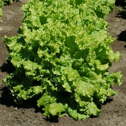 ���� ����� ������, ������������ ���� ��� ������ ������ ������, ����������� � ���������� ������� ��������, 20 �����, ������ �� 243 ���