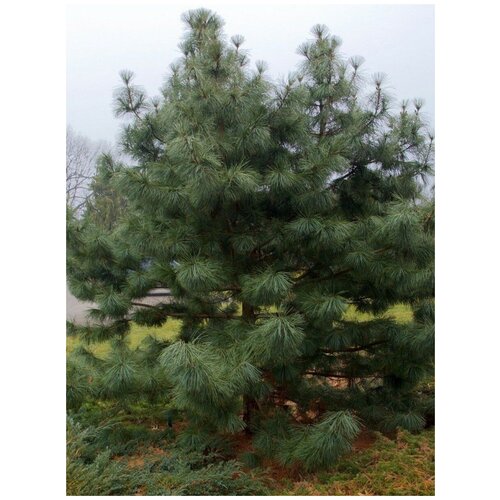     (Pinus koraiensis), 15 ,   450 