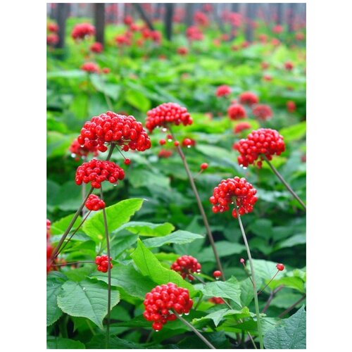 ���� ������ �������� ������������ (Panax ginseng), 5 ����, ������ �� 500 ���