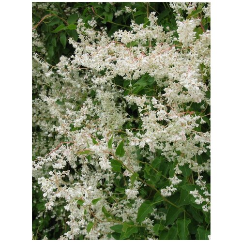 ���� ������ ����� ������������� (Fallopia baldschuanica), 30 ����, ������ �� 400 ���