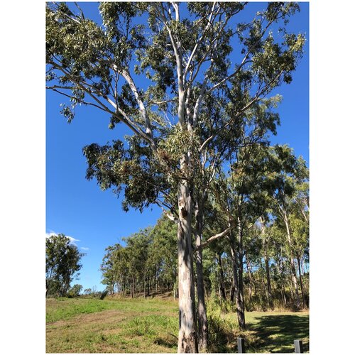     (. Eucalyptus tereticornis)  500,   382 
