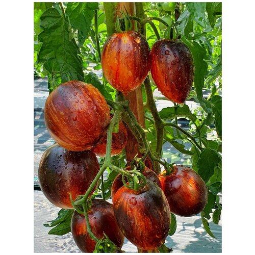 ���� ������ ����� ��������� (Gargamel), 10 ����, ������ �� 350 ���