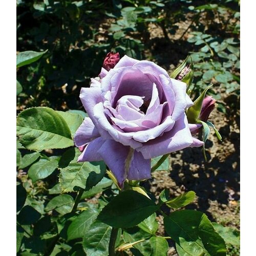 ���� ���� ��������� ������� ����� 2��, ������ �� 1004 ���