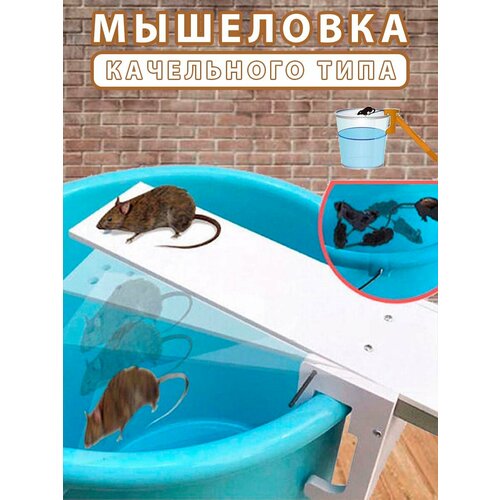 ���� ��������� ���������� ����, ��������� �� �����, ������ �� 990 ���