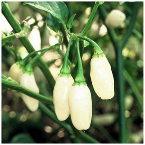 ���� ������ ������ ����� ������ Habanero white 5 ��., ������ �� 320 ���