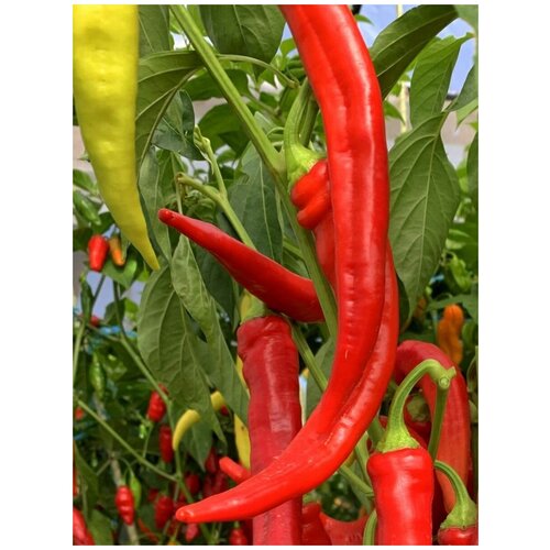        (Tsitsak red), 5 ,   350 