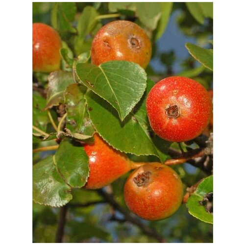     (Pyrus communis pyraster), 15    -     , -, 