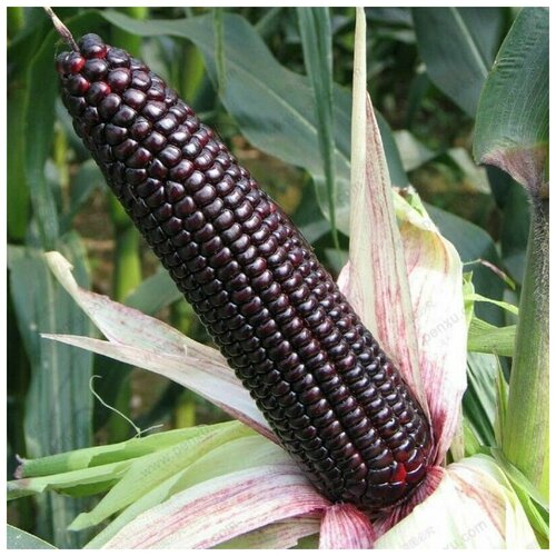 ���� ������ ������ �������� ������ 10 ��., ������ �� 300 ���