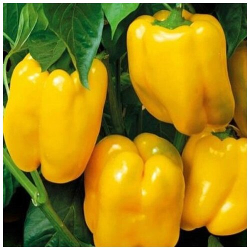 ���� ������ ������ ����� ������� ��� ����� 10 ��., ������ �� 250 ���