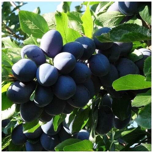 ���� ������ ������ ����� ������ ������������� 5 ��., ������ �� 239 ���