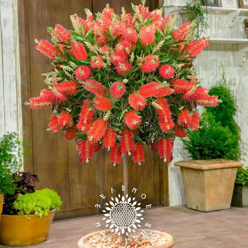 ���� ������ ����������� �������� (���. Callistemon citrinus) 10�� �� Green Legacy, ������ �� 360 ���