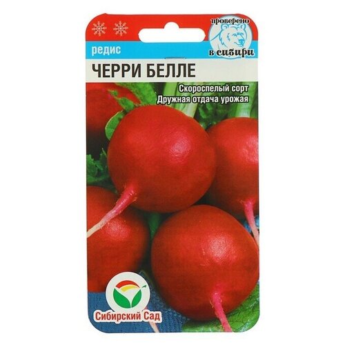 ���� ������ ����� 