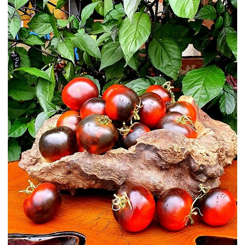      (Night Saranak) / Seeds And Goods /   zip-lock   15 ,   249 